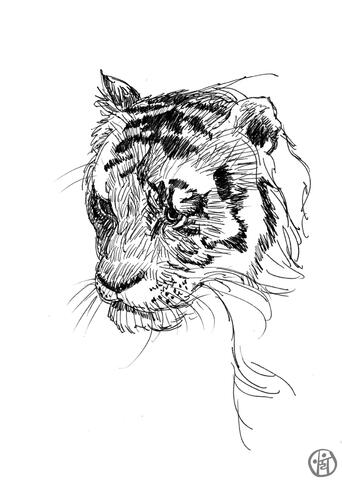 TIGER Illustration